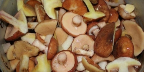 Kako kuhati vrganje prije prženja: da li je potrebno kuhati, kako pravilno kuhati